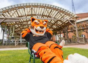 Benji Bengal sitting in a lawn chair in Larkin Square