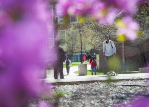Photo of students on campus taken through a screen of purple blossoms