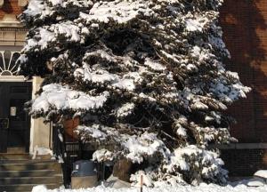 Concolor fir tree on campus with a dusting of snow