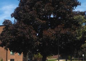 Large specimen of Crimson King maple on campus