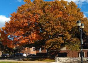 Large Japanese zelkova tree, changing color in the fall, next to Moot Hall 