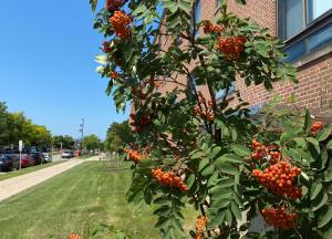 Mountain-ash outside of Neumann Hall on campus