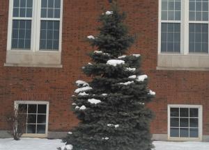 Snow dappled blue spruce in front of Savage Building