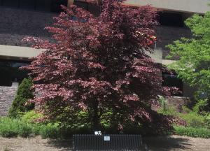 Tricolor beech tree outside the Student Union